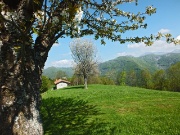 Dai ciliegi in fiore di PIAZZOLI (1183 m.) alla bella Madonnina dei CANTI (1563 m.) il 14 maggio 2013  - FOTOGALLERY